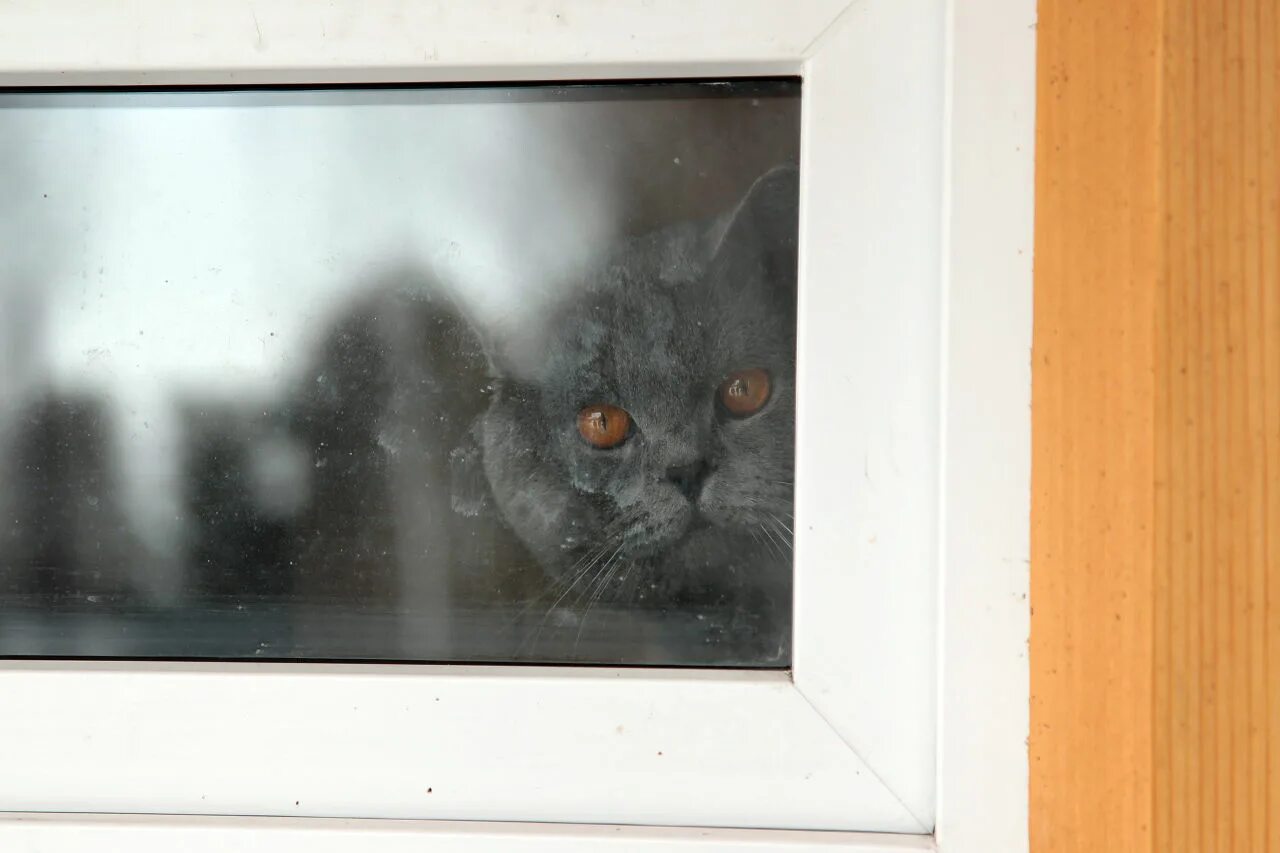 Грозит ему в окно. Кот на окне 8 этажа. Торчащие зайцы из окна. Этажи коты.