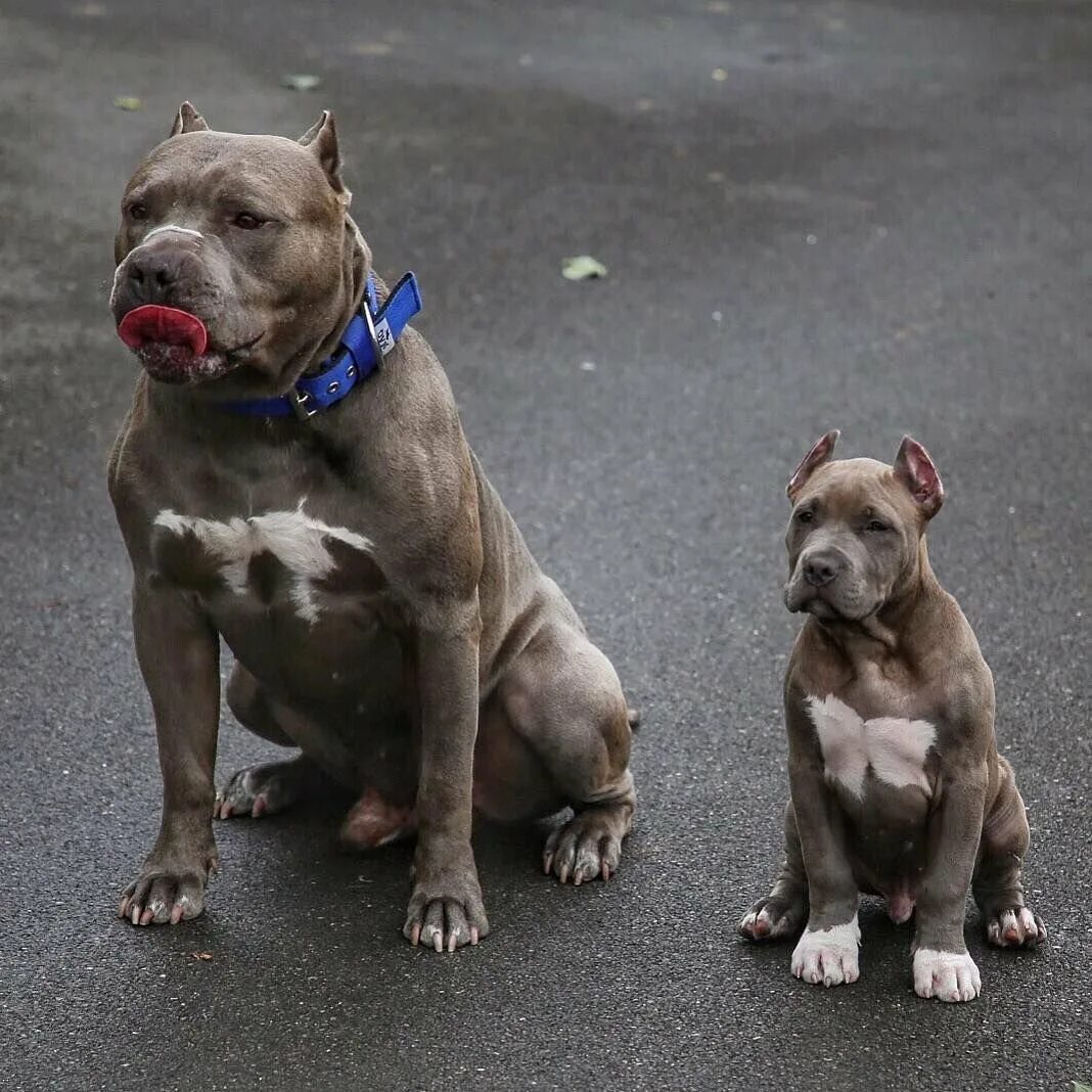 Стаффорд приколы. Стаффордширский терьер дрессировка. Голден стафф гпо. Стафф давай. Стафф давай.