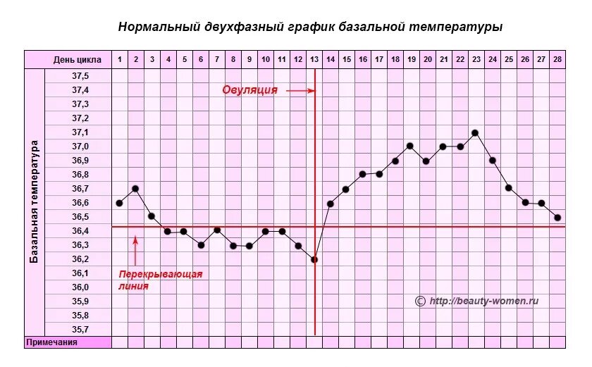 3 дня до овуляции вероятность