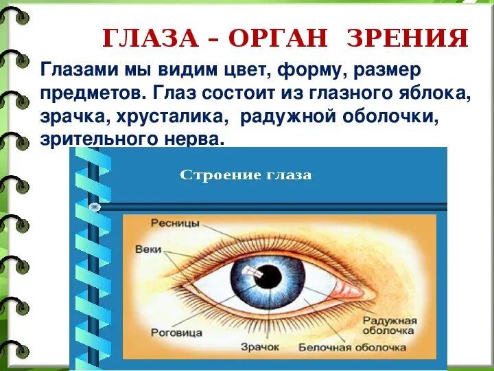 Органы человека глаза. Органы чувств глаза 3 класс окружающий мир. Рассказ глаза орган зрения 3 класс окружающий мир.