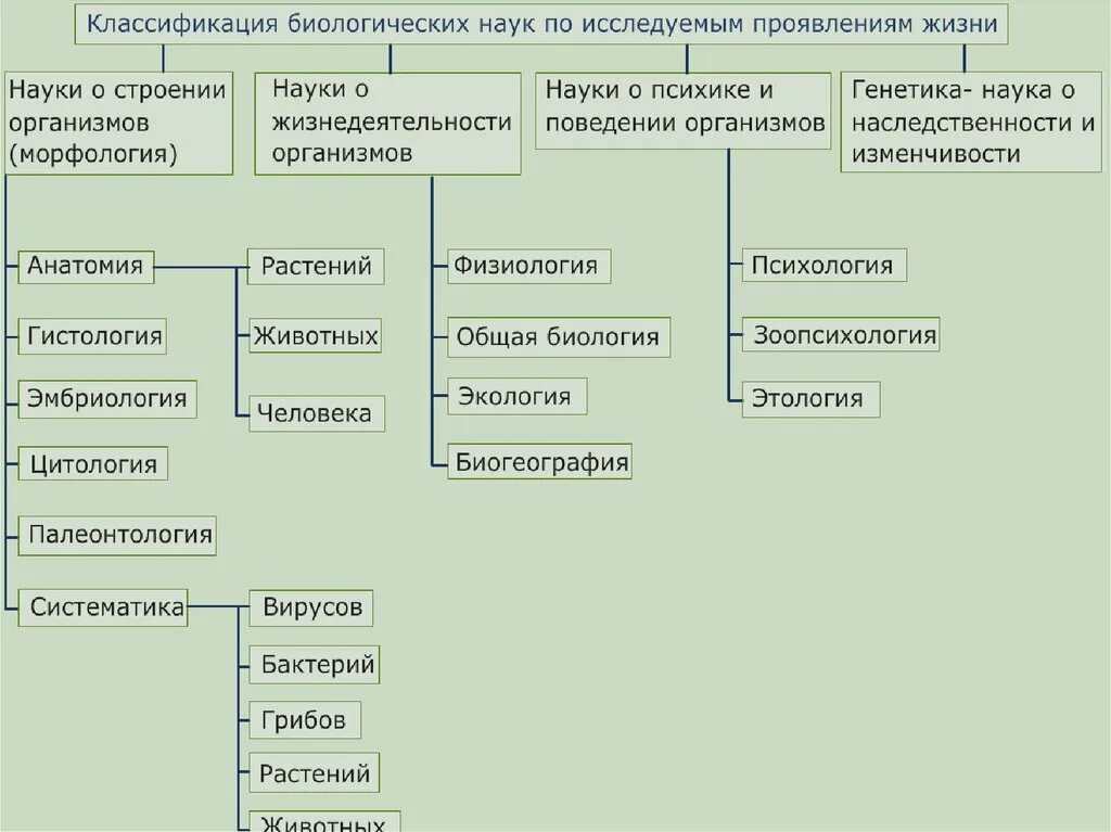 Составить классификацию выбранных организмов. Классификация биологических наук. Классификация вбиооги. Классификация в биологии. Классификация в юиолги.