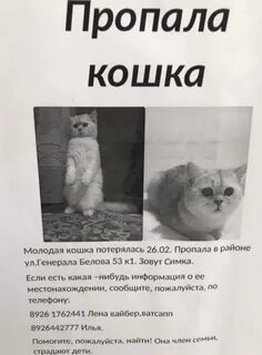 Потерялась кошка