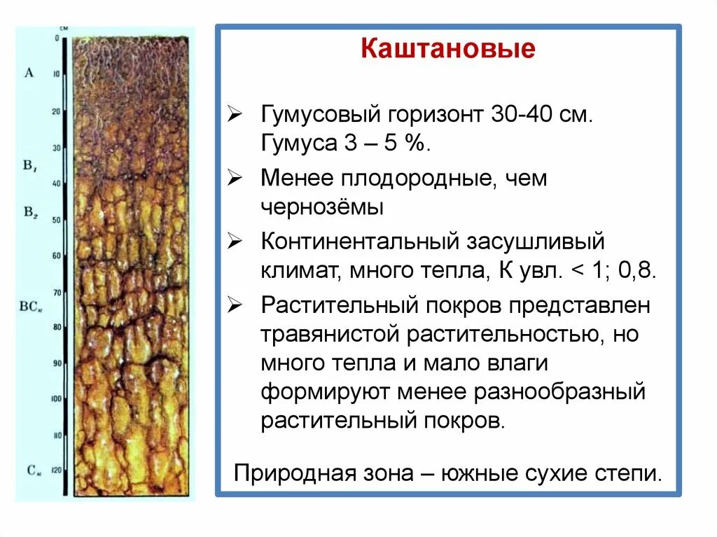 Каштановые почвы гумус. Мощность гумусового горизонта чернозема. Гумусовый Горизонт каштановых почв. Гумусовый Горизонт чернозема. Какая почва менее плодородна