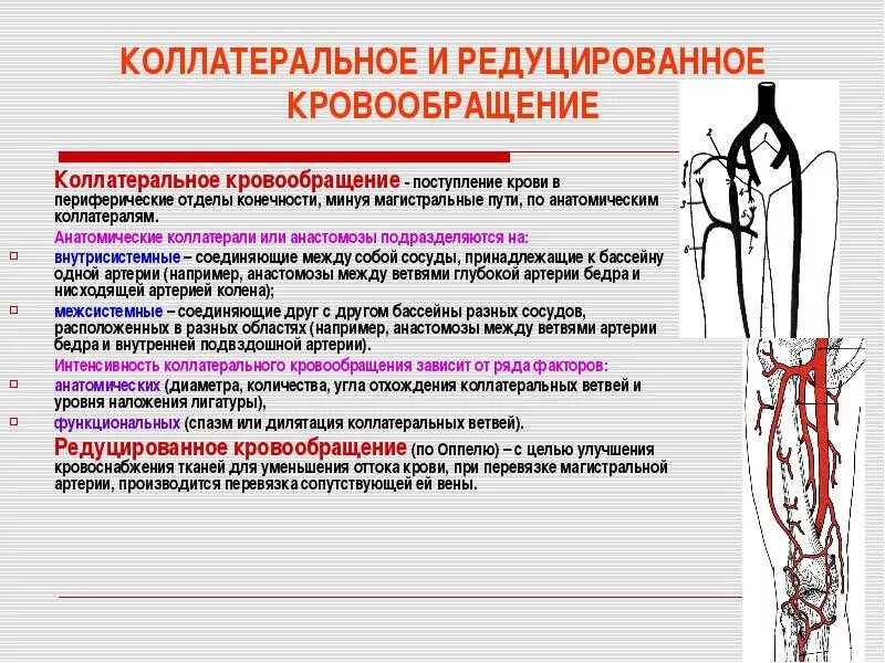 Кровоснабжение коленного сустава схема. Коллатеральное кровообращение схема. Артериальные коллатерали коленного сустава. Коллатеральное кровообращение бедренной артерии.