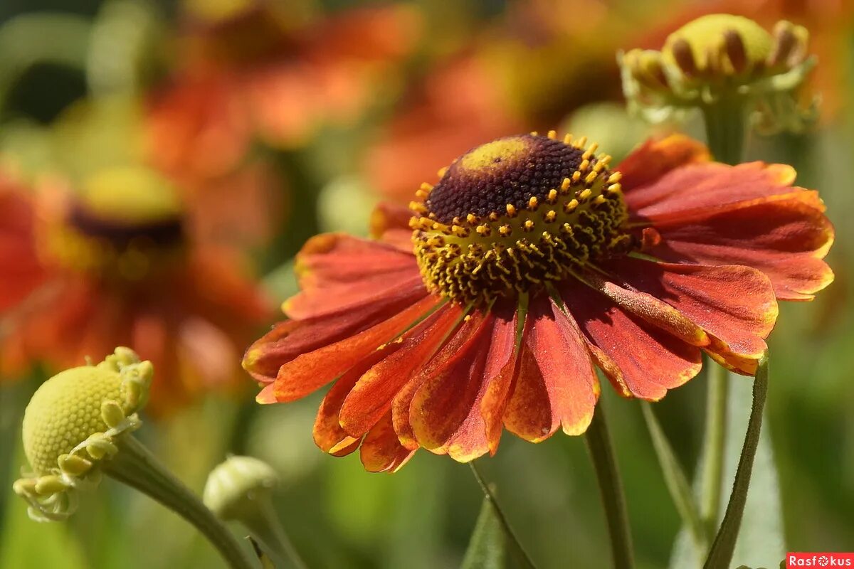 гелениум челси. гелениум куст. гелениум гибридный. гелениум гибридный. гелениум гибридный "рубинцверг".