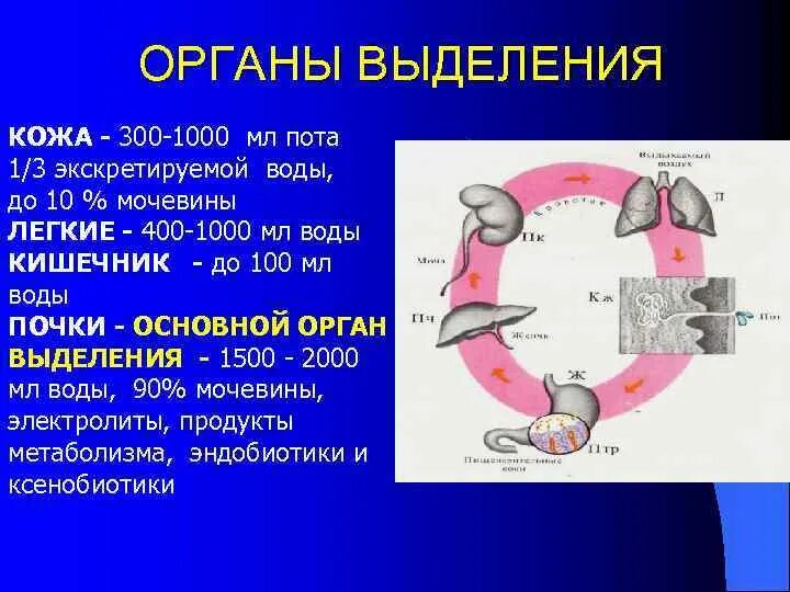 Основной выделительный орган человека. Кожа выделительная система. Органы участвующие в процессе выделения.