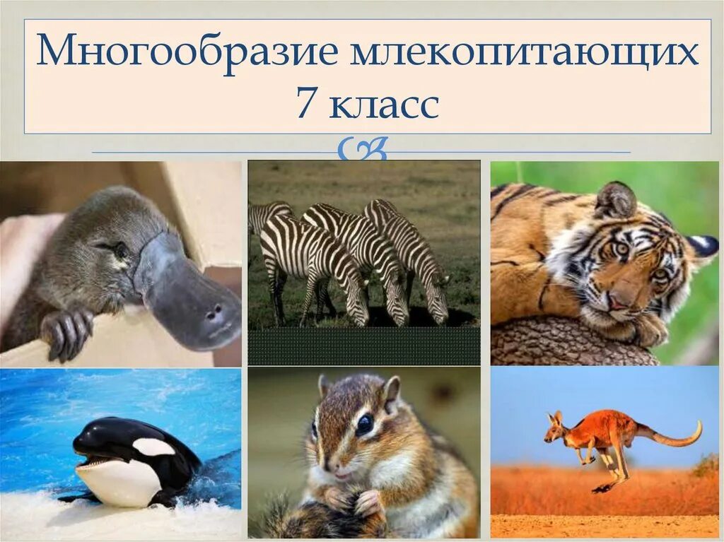 Особенности многообразие животных. Многообразие млекопитающих. Класс млекопитающие многообразие. Млекопитающие звери. Многообразие млекопитающих 7 класс.