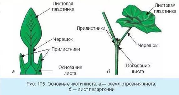 Как выглядит раструб растения Фотографии РАБОЧИЙ ЛИСТ МОРФОЛОГИЯ