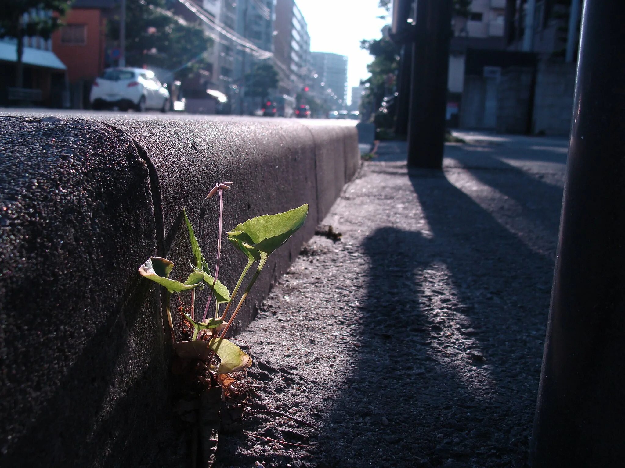 Дождевание растений на улицах города. Японская улица с травой. Цветок сквозь асфальт обои на айфон. Плант улица