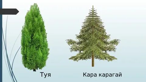 Порно 100 онлайн