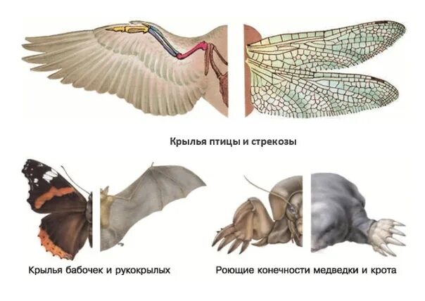 Результаты эволюции