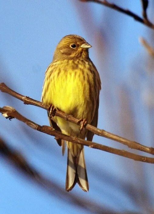 Желтый Воробей. Желтая птичка похожая на воробья. Птица с жёлтой грудкой похожа на воробья. Маленькая желтенькая птичка похожая на воробья.
