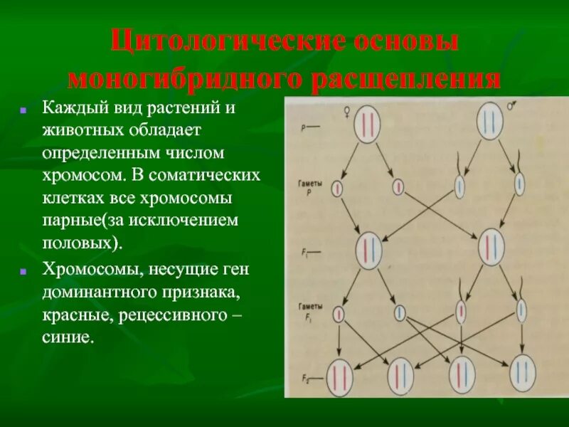 Соматическая клетка мыши имеет 40 хромосом