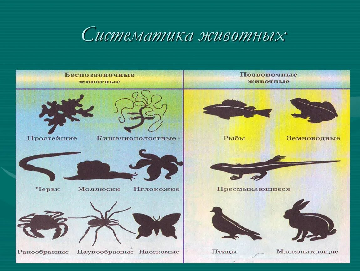 Новая систематика. Систематика эживотных. Систем Аттика животных. Систематика животных биология. Систематика животных схема.