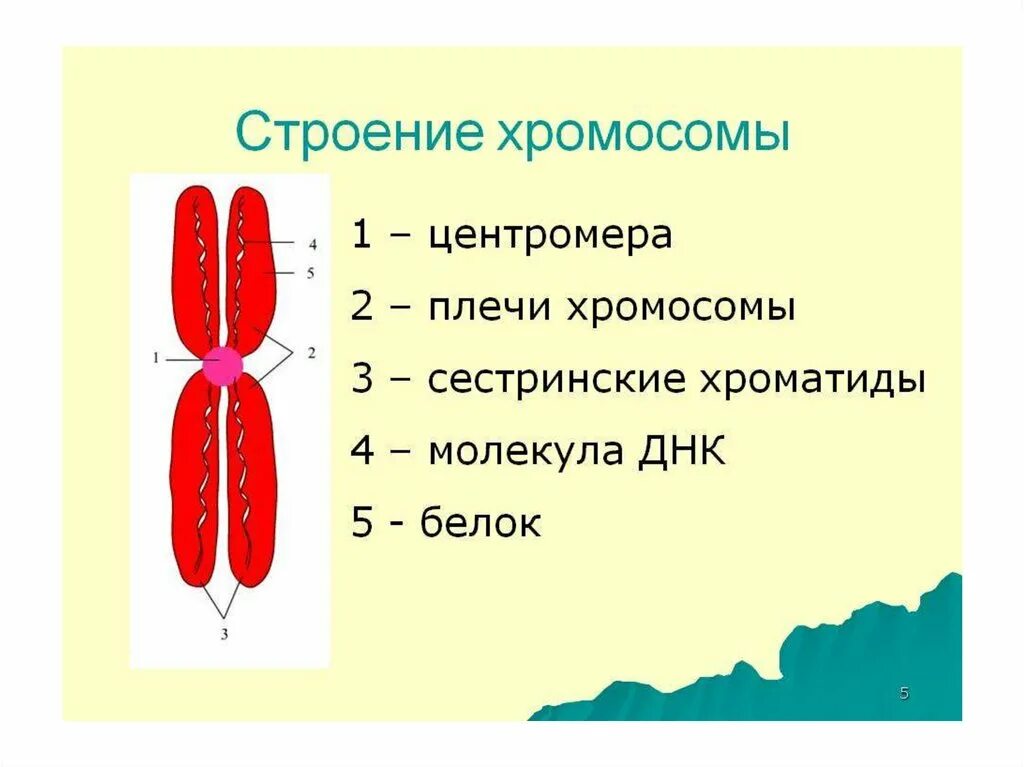 Какую форму имеет хромосома. Схема строения хромосомы. Строение хромосом человека. Строение хромосомы хроматида рисунок. Строение клетки хромосомы.