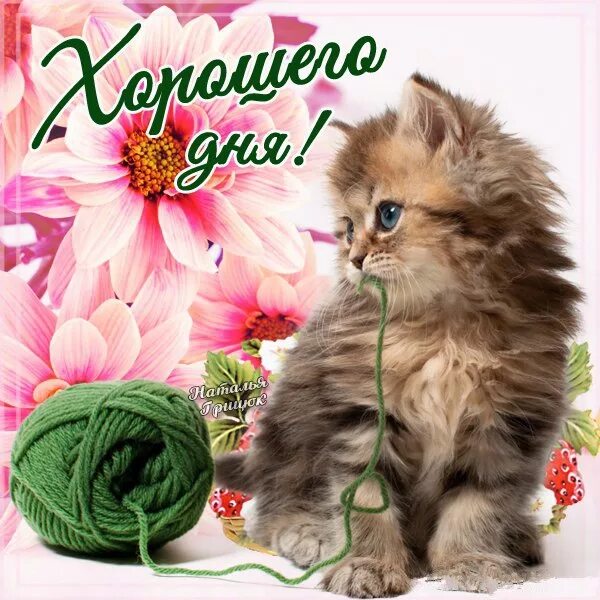 Котик с пожеланием хорошего. Хорошего дня котик. хорошего дня котенок. добрый день с котиками. открытки хорошего дня с котятами.