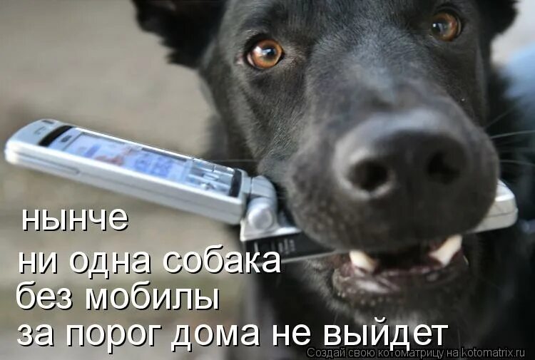 Собака с телефоном. Собака говорит. Собака звонит. Собака с телефоном Мем.