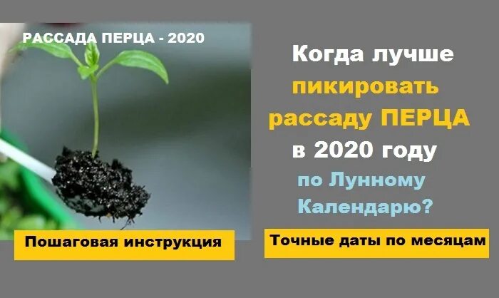 Пикировка рассады томаты перцы.. Благоприятные дни для пикировки рассады. Пикировка рассады перца по лунному календарю в апреле. Благоприятные дни для пикировки рассады томатов. Когда по лунному календарю можно пикировать томаты