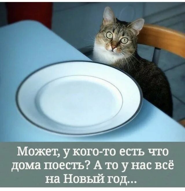у меня даже кошка есть. кошка матерится. рыжий кот демотиватор. кот с надписью хорошо. у меня даже кошка есть.