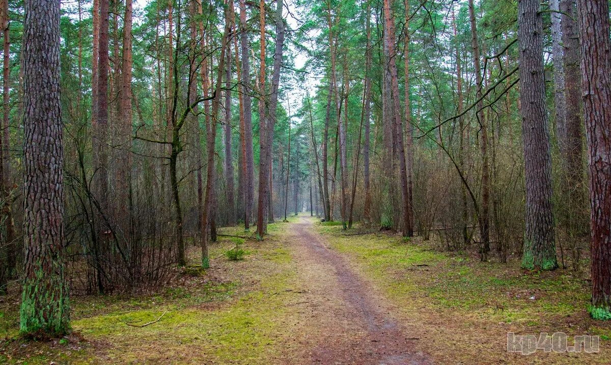 городской бор калуга. лес сосновый бор канск. сосновый бор калуга. леса калужской области сосновый бор. памятники природы калужской области городской калужский бор.