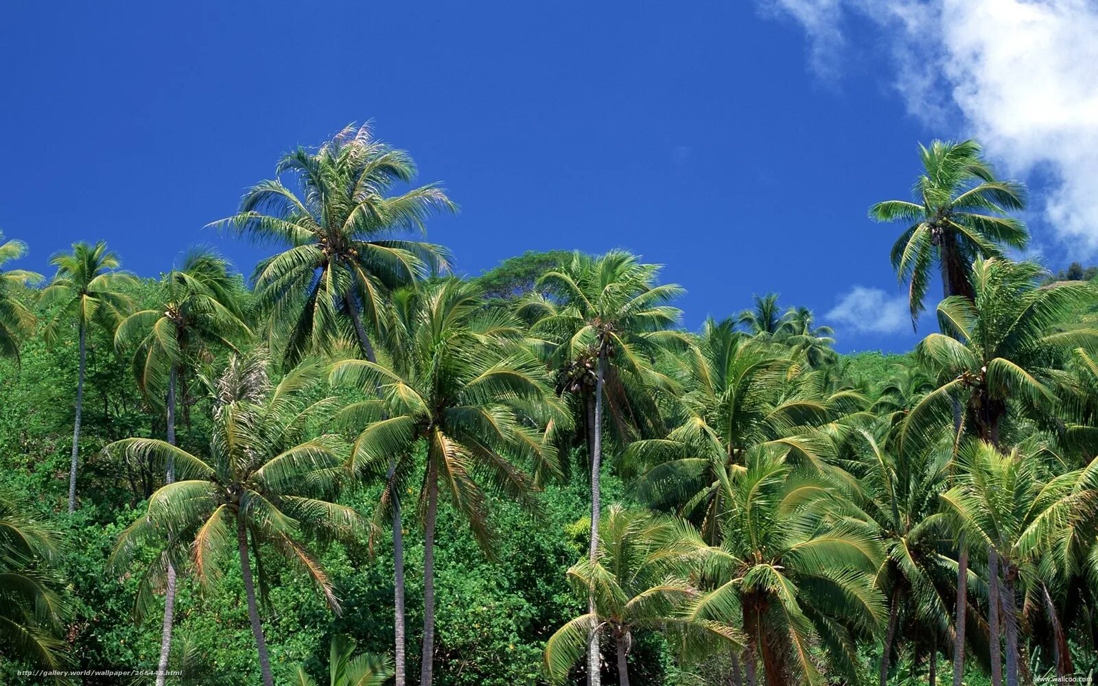 Джунгли пальмы. Заросли пальм. Тропический лес пальмы. Пальмы в тропических лесах.