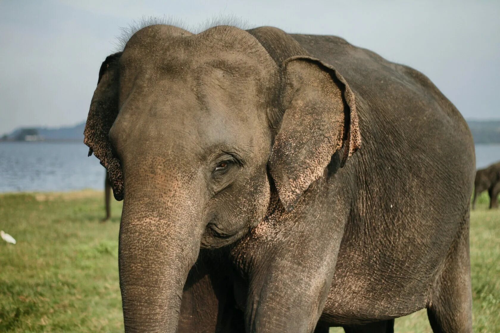 Find the elephant. Индийский слон. Слоны без бивней. Дикие слоны. Слоны животные полезные.