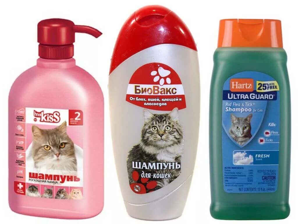 Лечебные шампуни для кошек. Шампунь для кошек. шампунь от блох для котят. кошка для шампуней блоха. шампунь для кошек и собак.