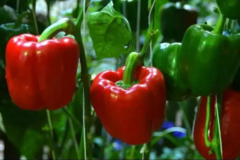 Сорт перца эскимо f1- гибрид. Семена перец пачка. Сорт перца эскимо f1- гибрид. Перец сладкий ред барон f1. Болгарский перец растет.