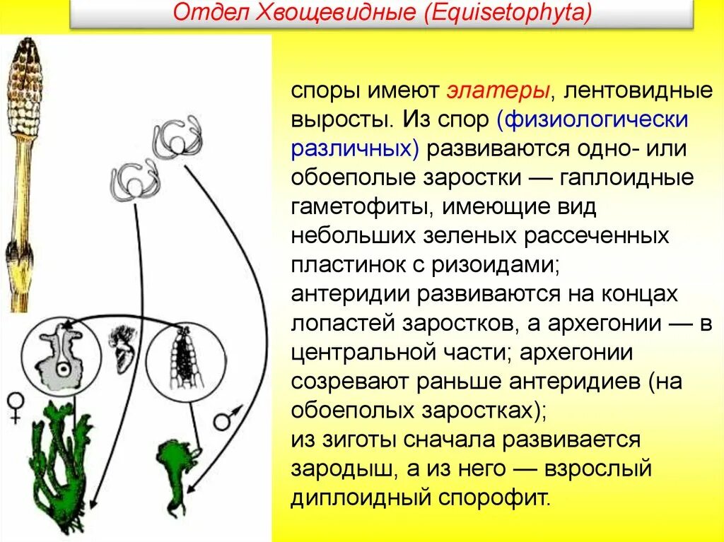 Антеридий хвоща строение. Архегоний хвоща. Антеридии и архегонии хвоща. Выросты элатеры. Рисунок женского гаметофита