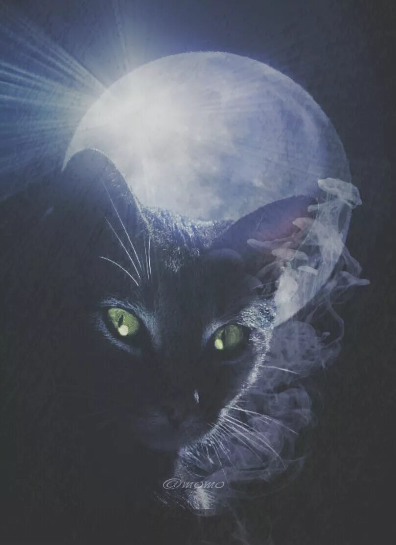 ночь луна кот. "лунный кот". мистические коты. кот на луне. лунные коты.