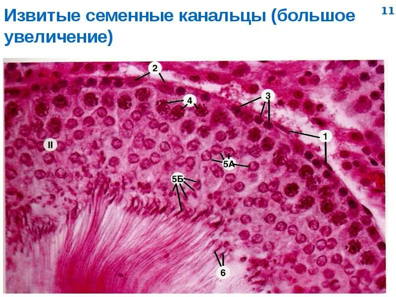 Увеличение больших половых. Канальцы семенника гистология препарат. Стенка семенного канальца гистология. Микроскопия семенника гистология. Извитой семенной каналец гистология.