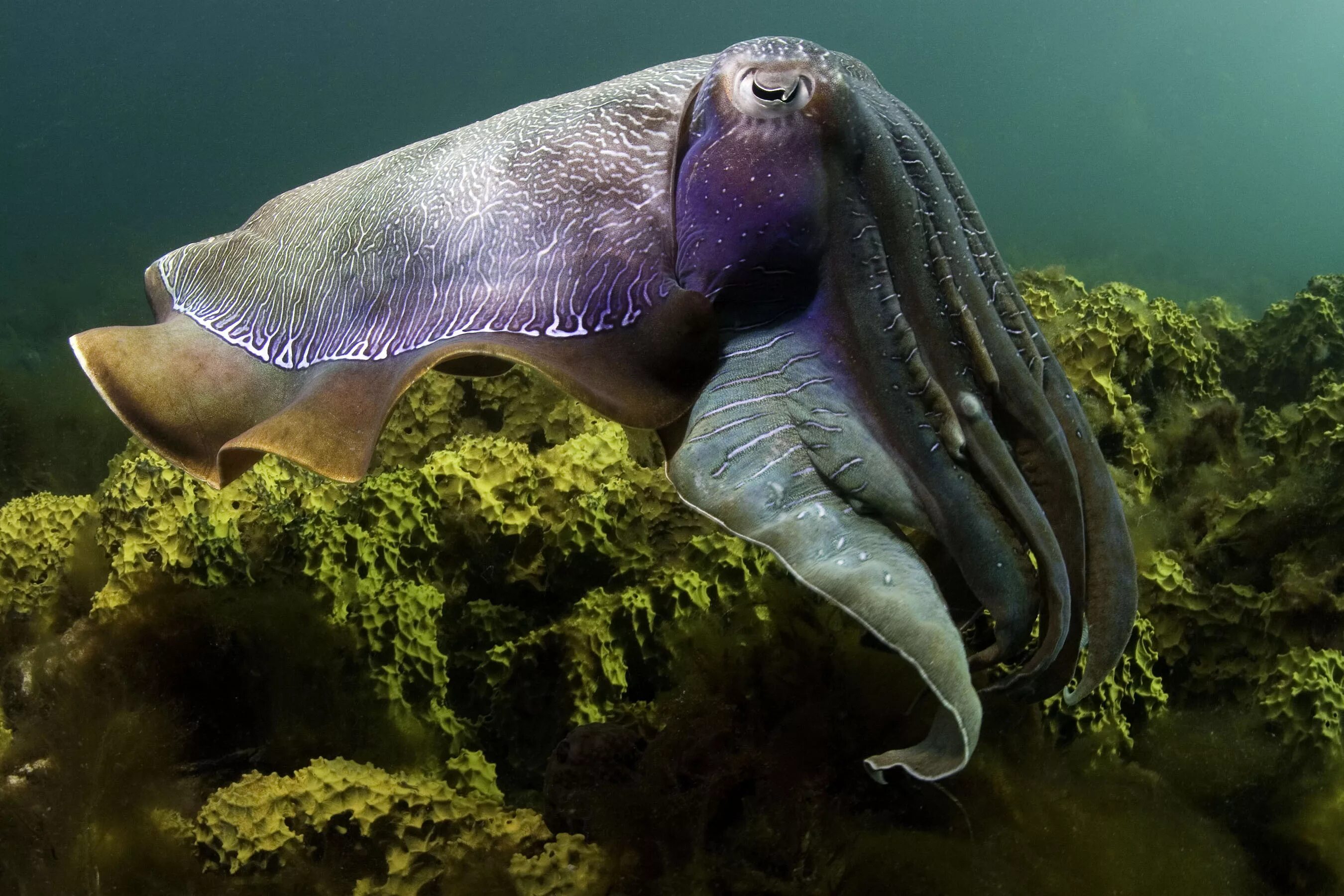 Водные животные это. Морской монах каракатица. Широкорукая каракатица. Головоногие моллюски каракатица. Гигантская австралийская каракатица.