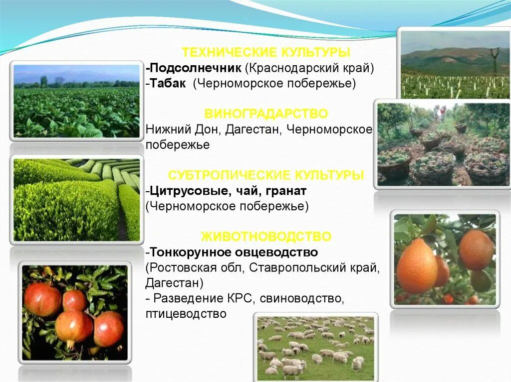 Технические культуры цитрусовые