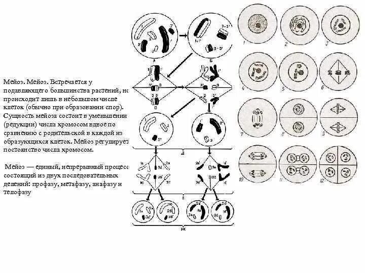 Описание процессов мейоза. Фазы мейоза микроскоп. Схема мейоза 10 класс. Мейоз 2 фазы таблица с рисунками. Ход мейоза таблица 10 класс.