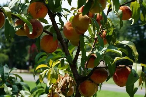 Peach plants