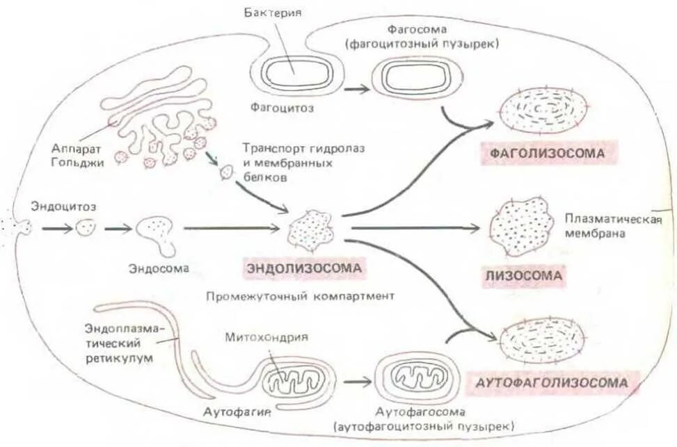 Слияние лизосомы с фагоцитозным пузырьком. Классификация лизосом. Транспорт белков из аппарата Гольджи. Первичные и вторичные лизосомы. Лизосомы транспорт белков.