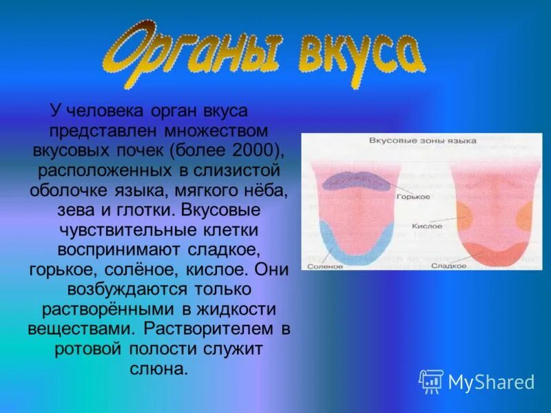 Органы чувств текст. Органы чувств язык вкус. Доклад про язык орган чувств. Доклад про орган вкуса. Язык орган вкуса доклад.