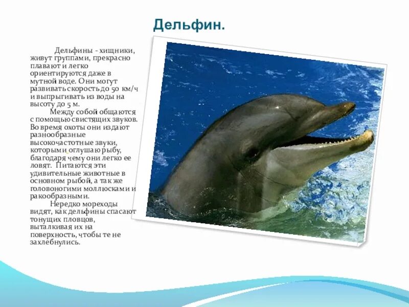 Звук в слове дельфины. Доклад про дельфинов. Рассказ о дельфинах. Проект про дельфинов. Дельфин описание.