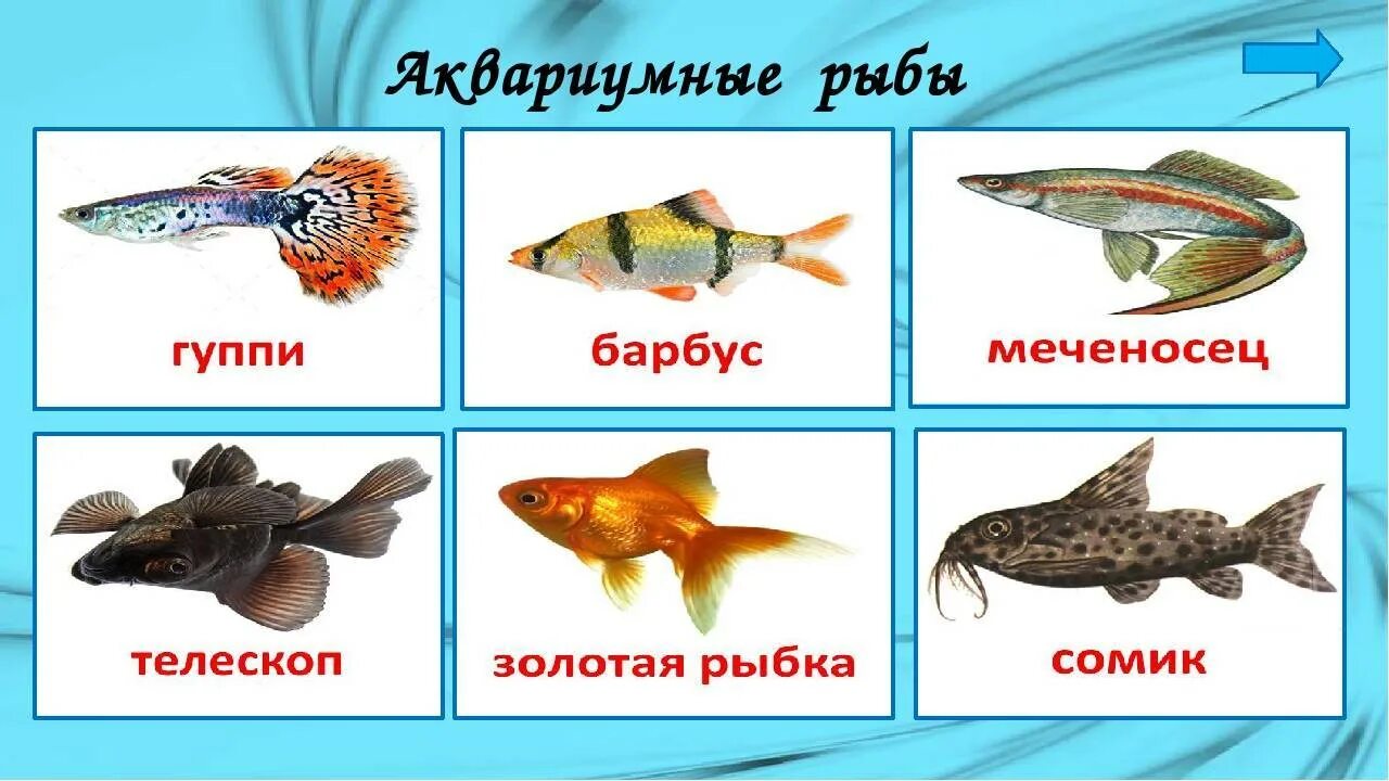 Все знают что рыбы. Рыбки для детей с названиями. рыбы для дошкольников. аквариумные рыбы для детей. аквариумные рыбки с названиясм.