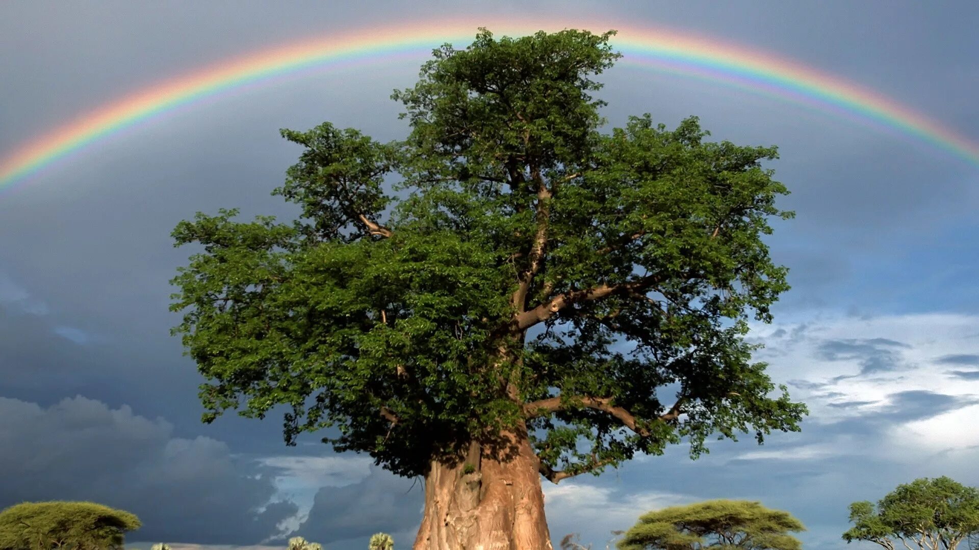 Баобаб National Geographic. Радужный баобаб. Красивое дерево. Могучее дерево. My new tree