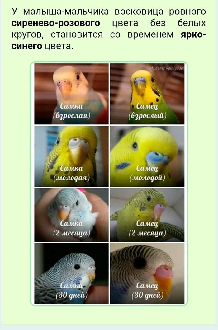 Как определить девочку волнистого попугая. Восковица у волнистых попугаев пол. как определить пол попугая волнистого. как отличить попугая мальчика от девочки волнистого 2 месяца. как различить пол попугая волнистого.