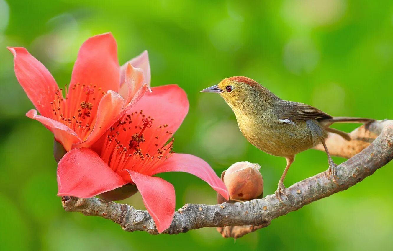 Добрый день птички. Птица на ветке. Природа птицы. Цветы и птицы.