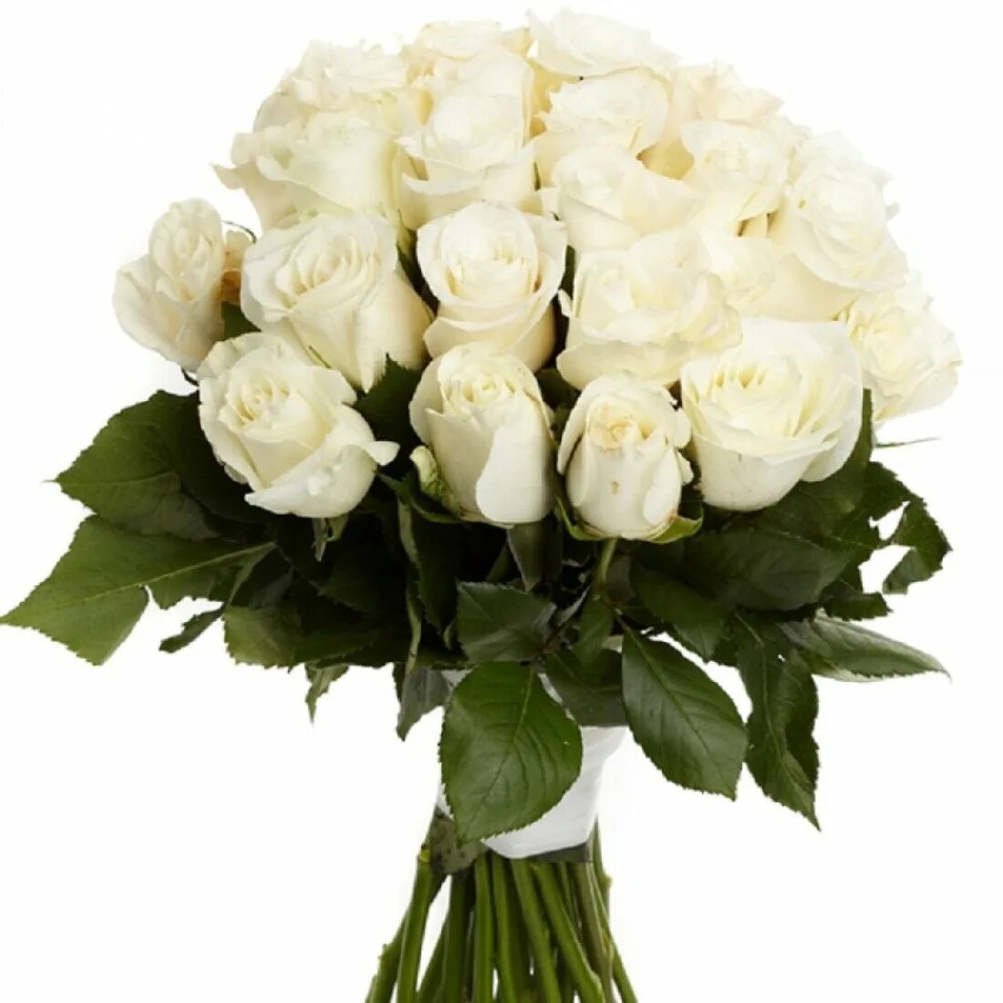 Розы белые низкие. Букет белых роз букет. Букет цветов «25 белых роз». Шикарный букет белых роз.