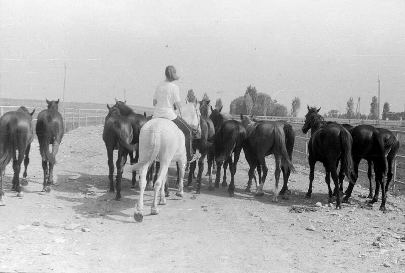 Конезавод эль-загара. Конезавод средняя азия эвакуация. На закате колхозных лошадей гнали через брод. На закате колхозных лошадей гнали через брод. Кузомень мурманская область лошади.