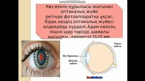 Әйелдердің денсаулығы мен оргазм саны арасындағы байланыс