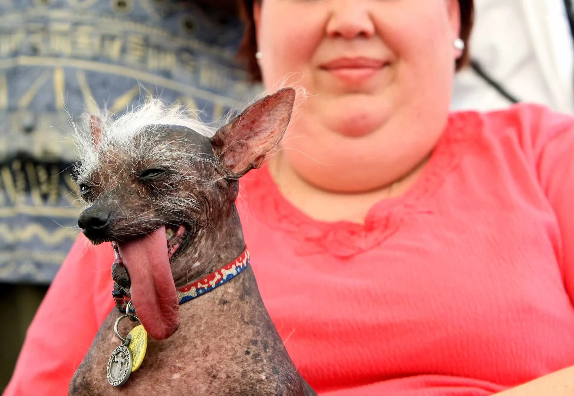 голландская овчарка квазимодо. китайская хохлатая собака уродливая. самая страшная собака в мире. очень странная собака. квазимодо порода собаки.