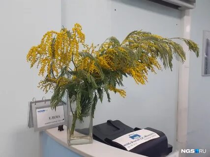 Сохранить мимозу подольше