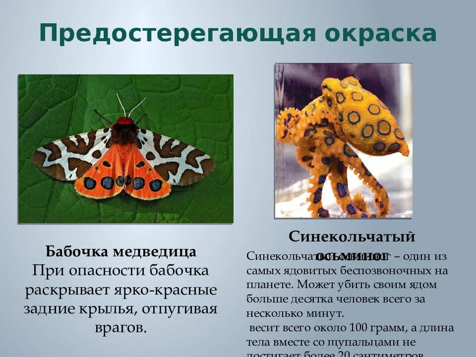 Какое значение имеет предупреждающая окраска животных. Предостерегающая окраска. предупреждающая окраска. предупреждабщая краска. предостерегающая окраска примеры животных.