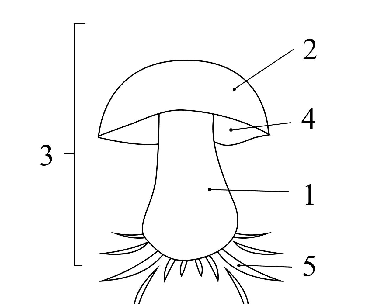 Строение шляпочного гриба 7 класс биология. Гриб строение шляпочного гриба. Строение шляпочного гриба строение. Схема плодовое тело шляпочного гриба. Схема шляпочного гриба.