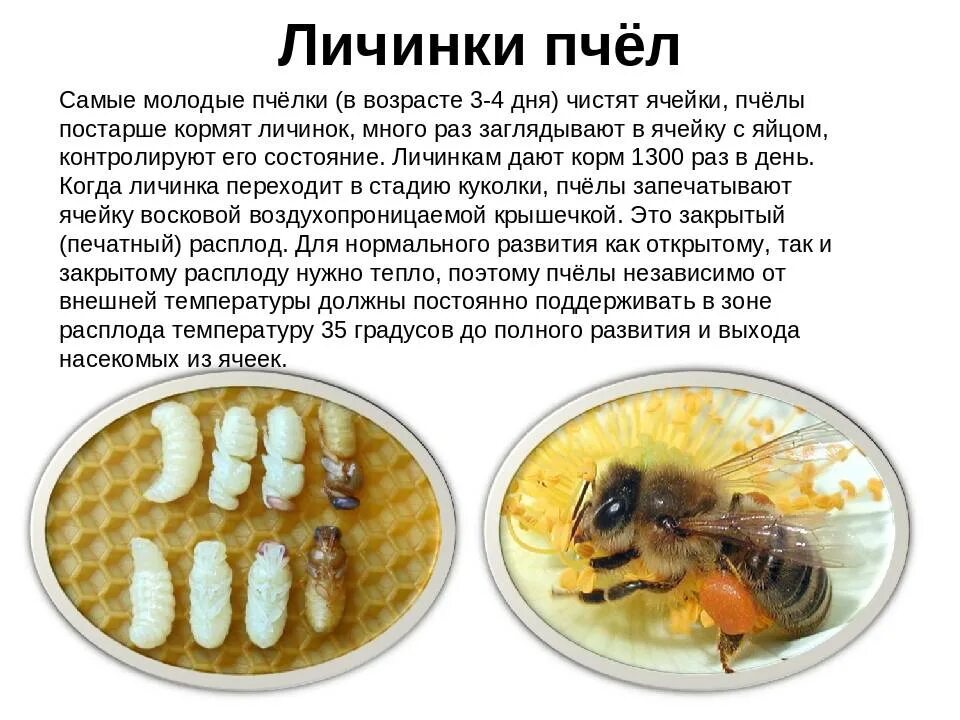 Стадии пчелы. Стадии развития личинки пчелы. личинки для вывода маток пчел. этапы развития личинки пчелиной матки.